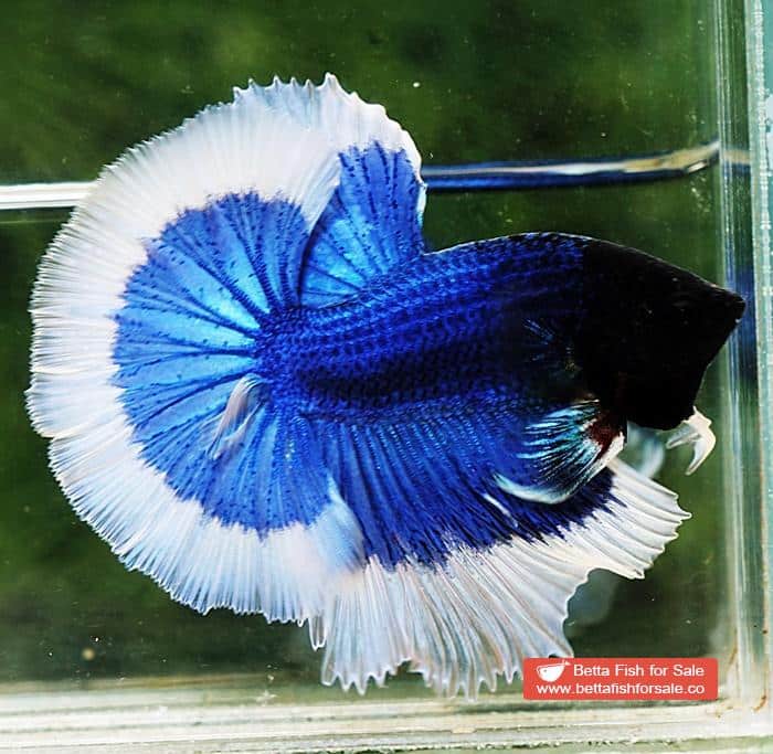 Betta fish OHM Blue Butterfly Black Head