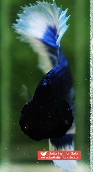 Betta fish OHM Blue Butterfly Black Head - Image 7