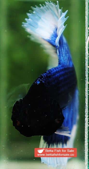 Betta fish OHM Blue Butterfly Black Head - Image 6
