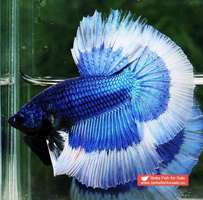 Betta fish HM Royal Blue Butterfly - Image 5