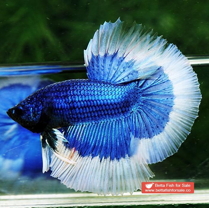 Betta fish HM Royal Blue Butterfly - Image 3