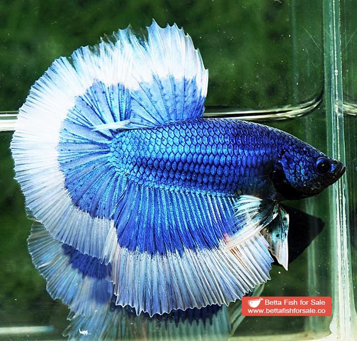 Betta fish HM Royal Blue Butterfly - Image 4