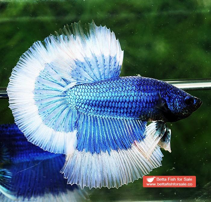 Betta fish HM Royal Blue Butterfly - Image 2
