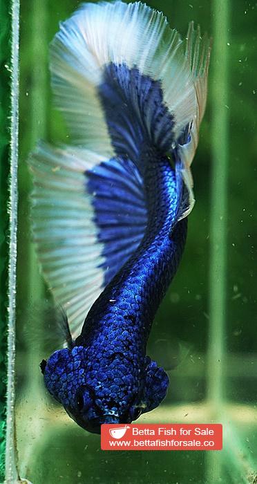 Betta fish HM Royal Blue Butterfly - Image 6