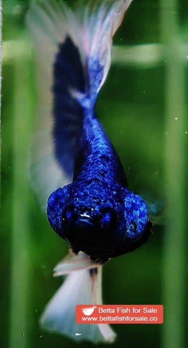 Betta fish HM Royal Blue Butterfly - Image 7