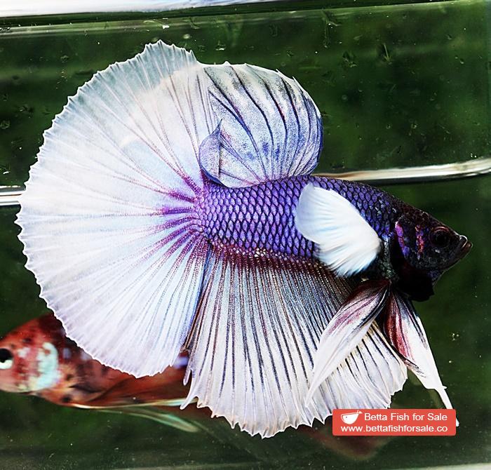 Betta fish HM Purple Bicolor Dumbo