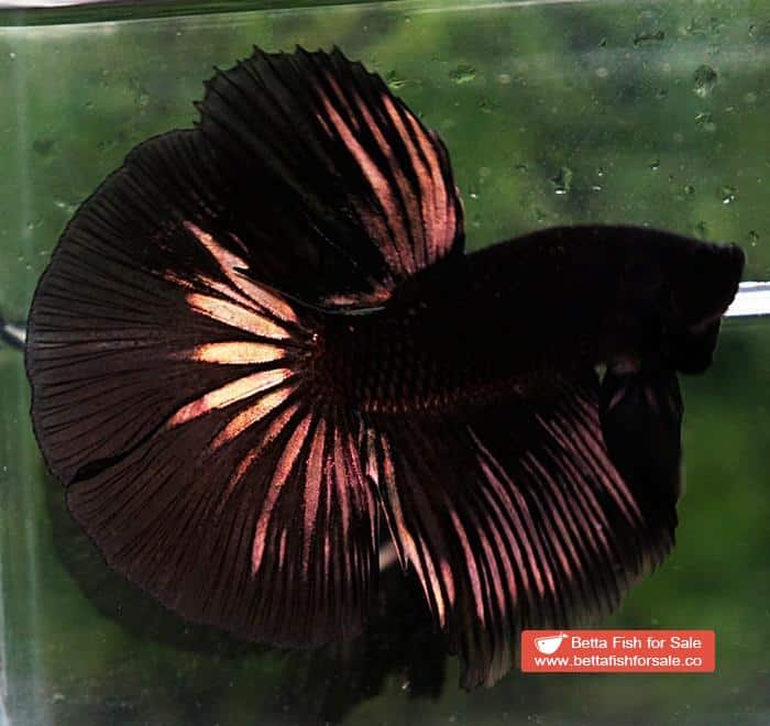 Betta fish HM Shadow Black Gold Series (Rare) - Image 2