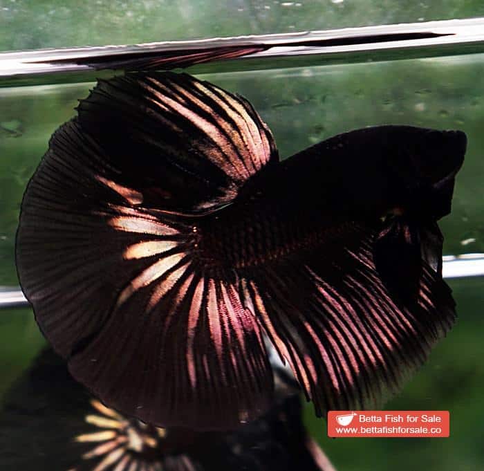 Betta fish HM Shadow Black Gold Series (Rare) - Image 4