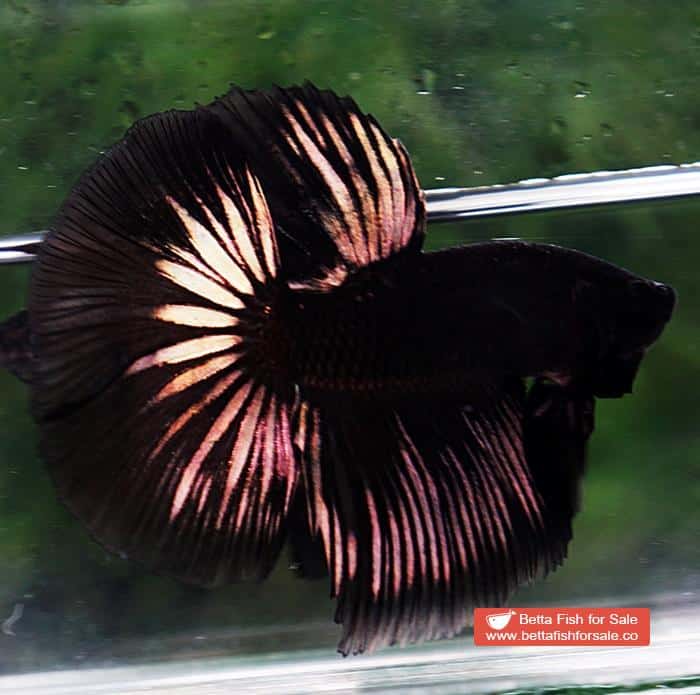 Betta fish HM Shadow Black Gold Series (Rare) - Image 5