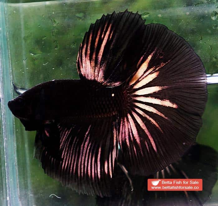 Betta fish HM Shadow Black Gold Series (Rare) - Image 3