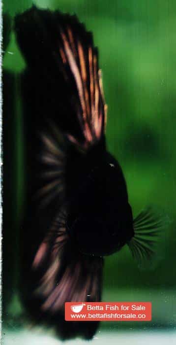 Betta fish HM Shadow Black Gold Series (Rare) - Image 7