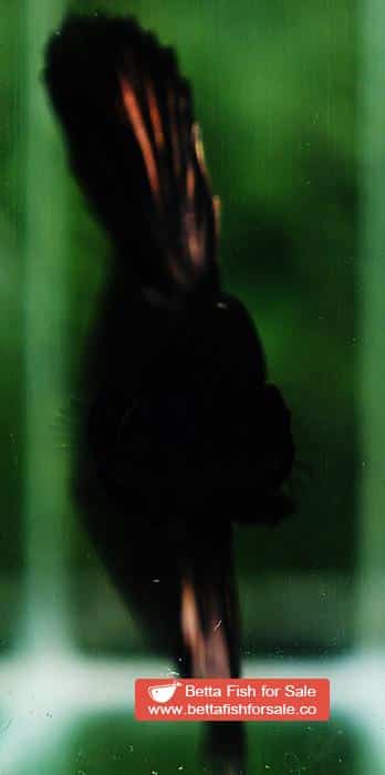 Betta fish HM Shadow Black Gold Series (Rare) - Image 8
