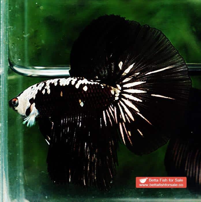 Betta fish HM Premium Black Samurai Star (Rare) - Image 3