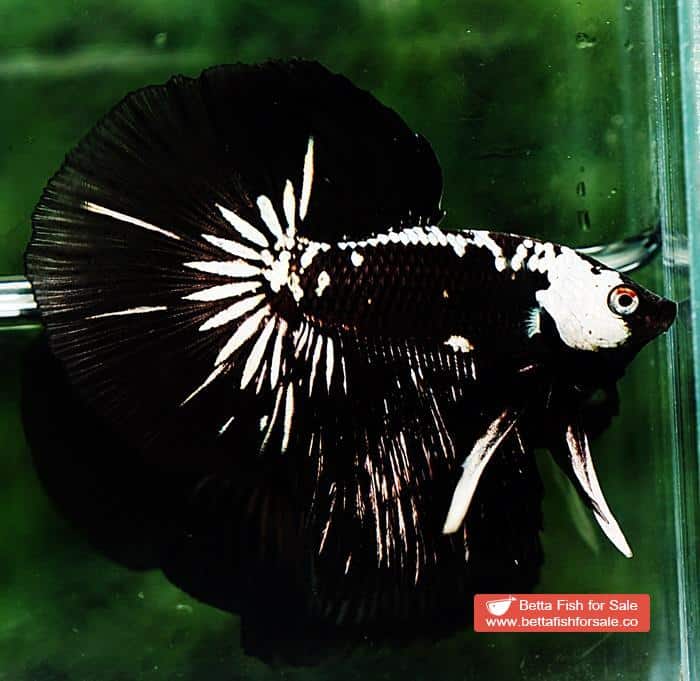 Betta fish HM Premium Black Samurai Star (Rare) - Image 6