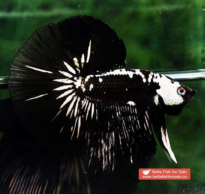Betta fish HM Premium Black Samurai Star (Rare)