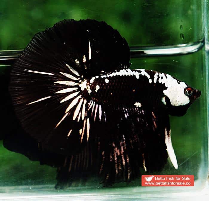 Betta fish HM Premium Black Samurai Star (Rare) - Image 4