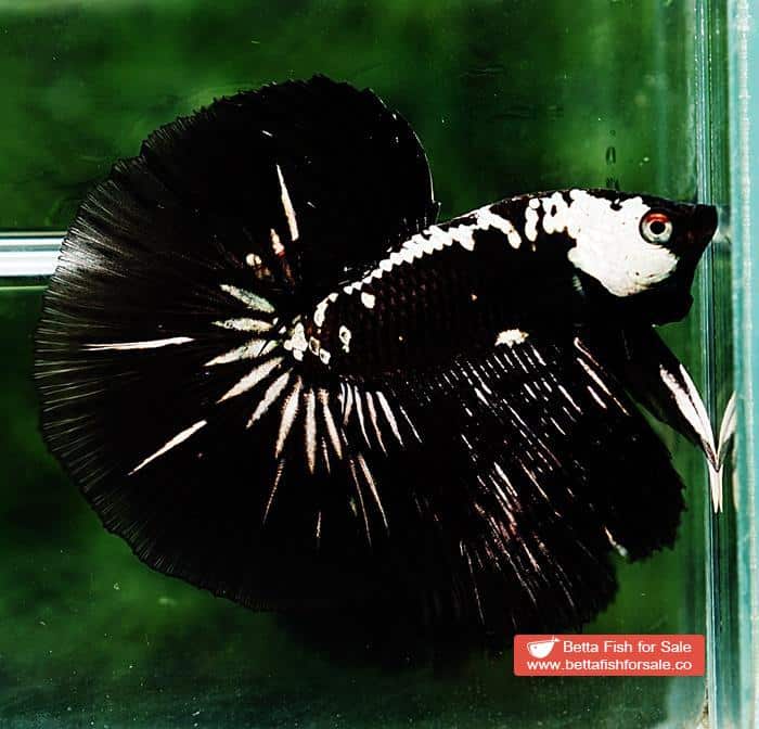 Betta fish HM Premium Black Samurai Star (Rare) - Image 7