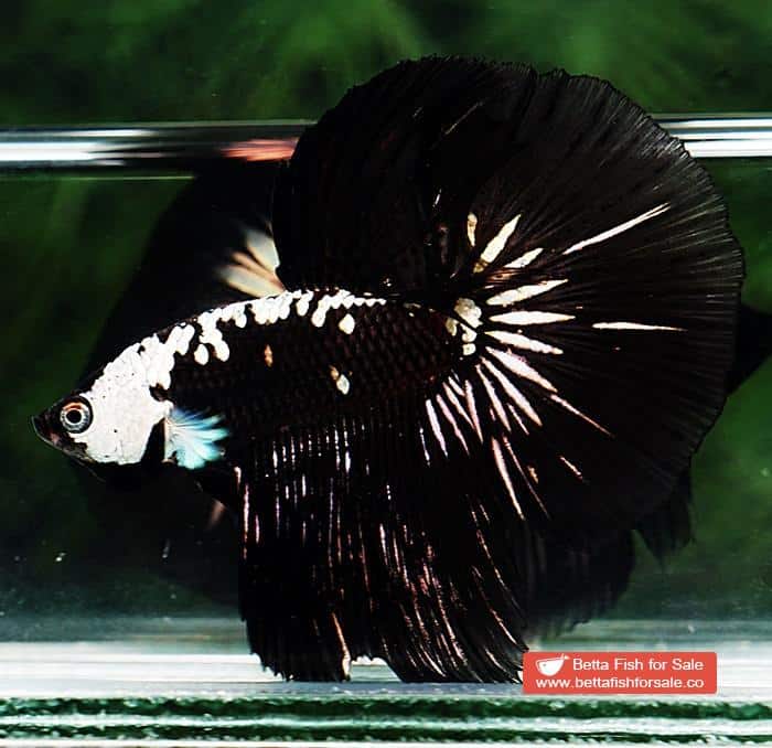 Betta fish HM Premium Black Samurai Star (Rare) - Image 5