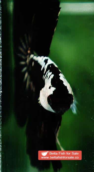 Betta fish HM Premium Black Samurai Star (Rare) - Image 8