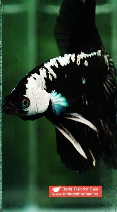 Betta fish HM Premium Black Samurai Star (Rare) - Image 9