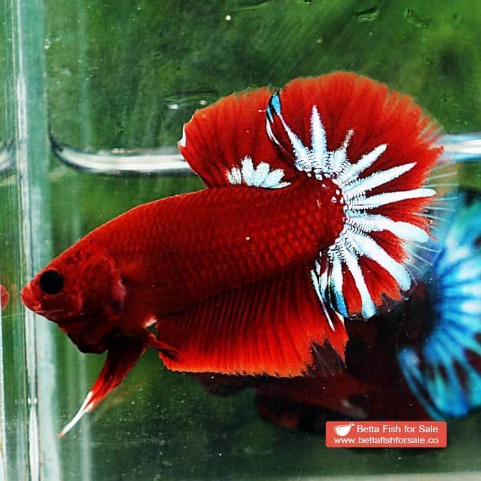 Betta fish HMPK Hell Boy Star tail - Image 4