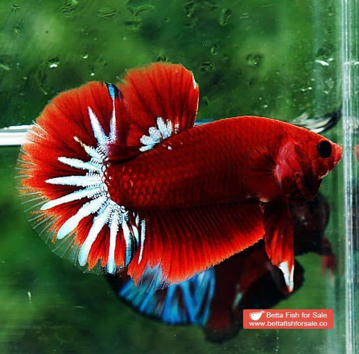 Betta fish HMPK Hell Boy Star tail - Image 3