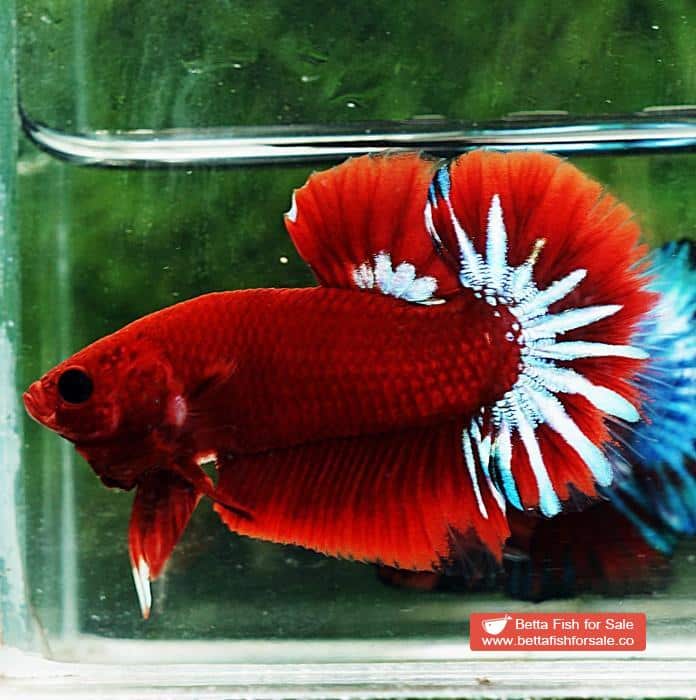 Betta fish HMPK Hell Boy Star tail - Image 5