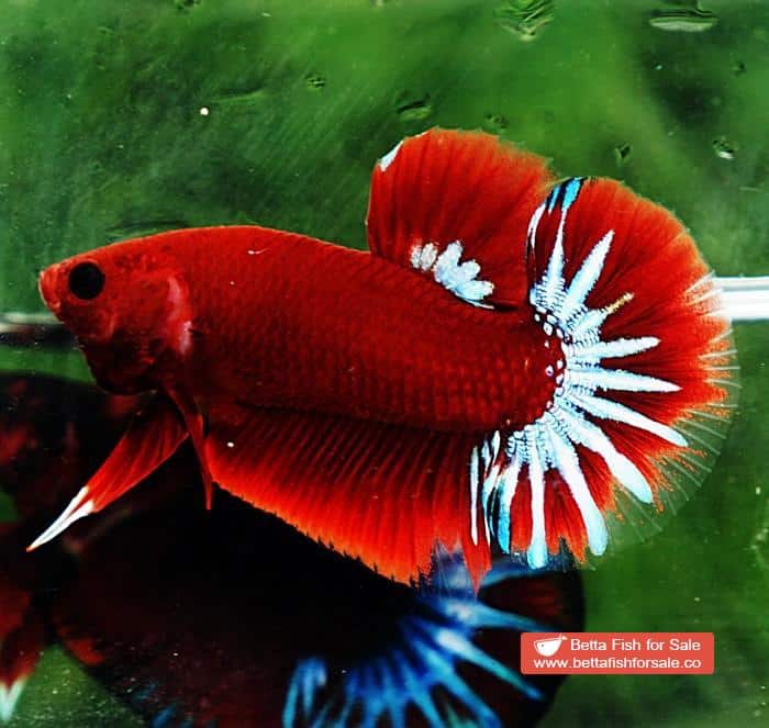 Betta fish HMPK Hell Boy Star tail - Image 2