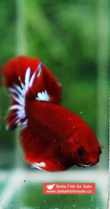 Betta fish HMPK Hell Boy Star tail - Image 6