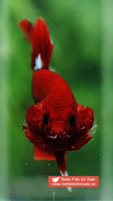 Betta fish HMPK Hell Boy Star tail - Image 7
