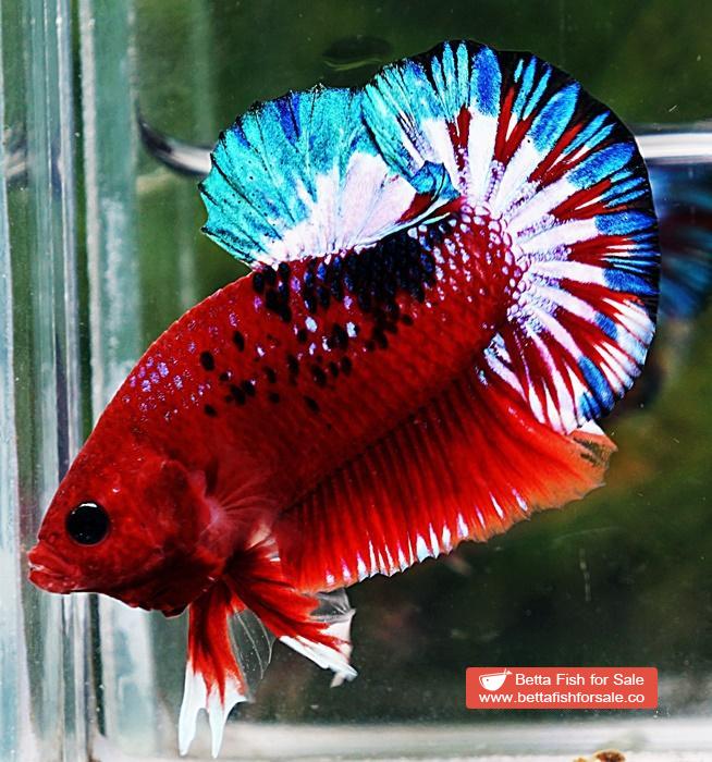 Betta fish HMPK Fancy Hell Boy Star tail - Image 5