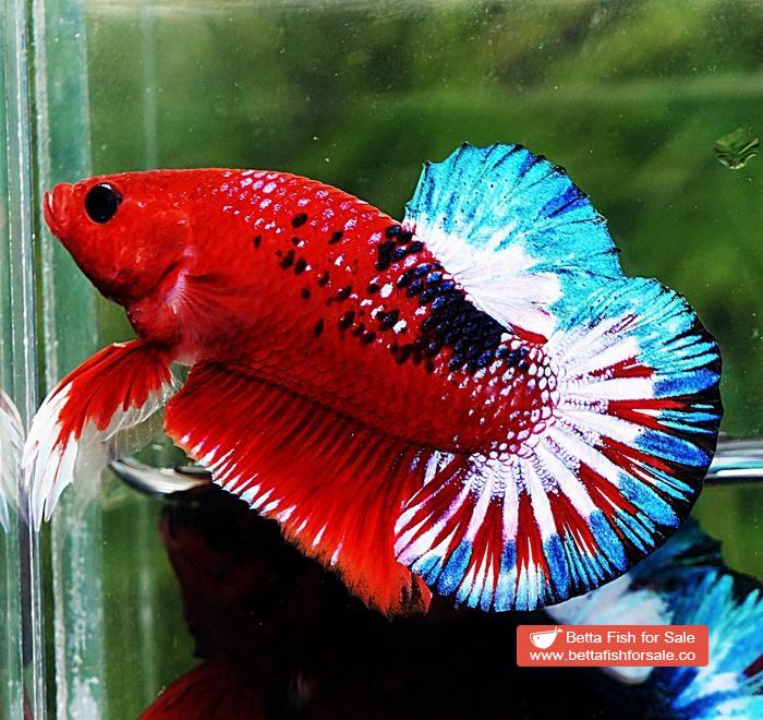 Betta fish HMPK Fancy Hell Boy Star tail - Image 2