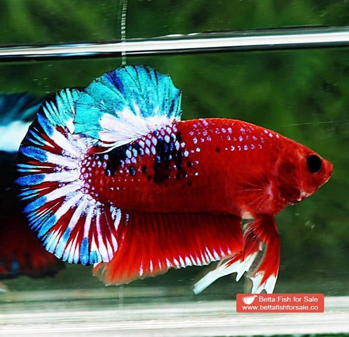 Betta fish HMPK Fancy Hell Boy Star tail - Image 3