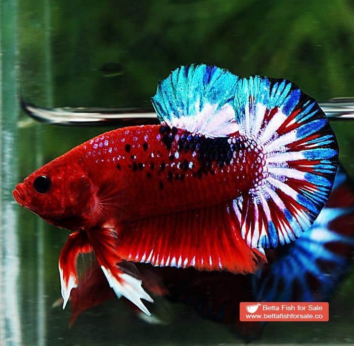 Betta fish HMPK Fancy Hell Boy Star tail - Image 4