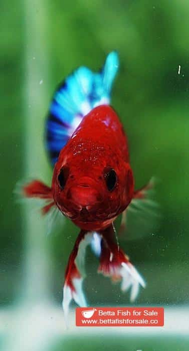 Betta fish HMPK Fancy Hell Boy Star tail - Image 6