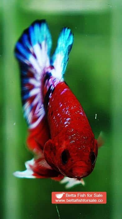 Betta fish HMPK Fancy Hell Boy Star tail - Image 7