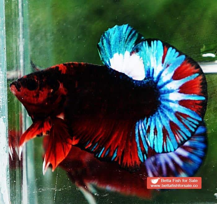 Betta fish OHMPK Fancy Black Hell Boy - Image 3