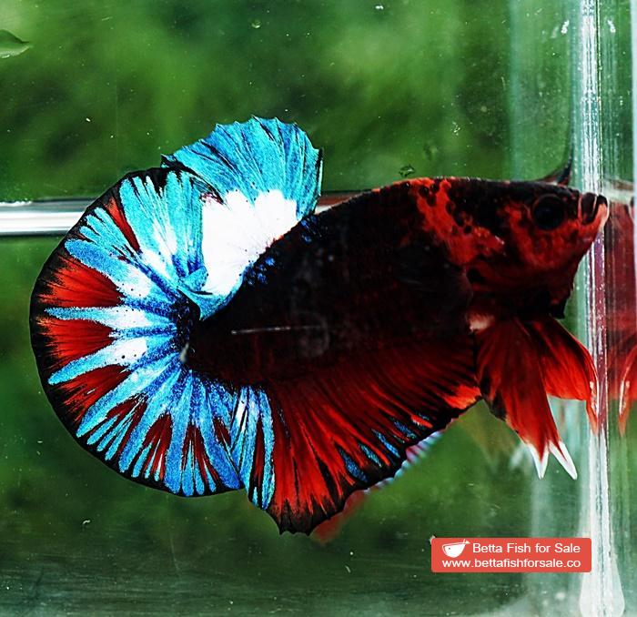 Betta fish OHMPK Fancy Black Hell Boy - Image 4