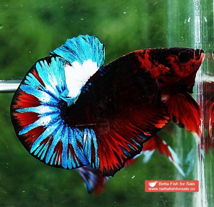 Betta fish OHMPK Fancy Black Hell Boy - Image 2