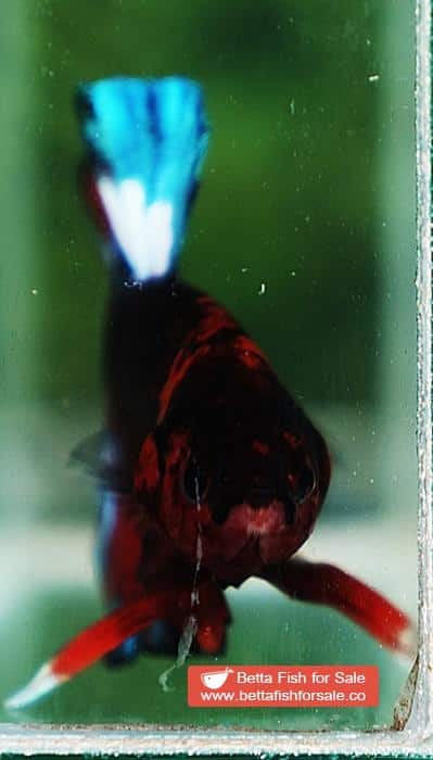 Betta fish OHMPK Fancy Black Hell Boy - Image 5