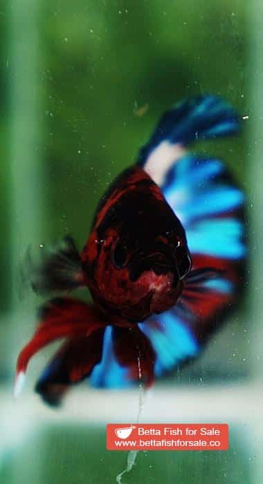 Betta fish OHMPK Fancy Black Hell Boy - Image 6