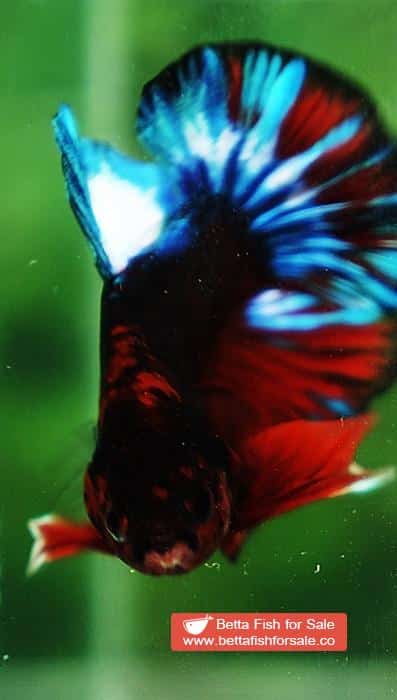 Betta fish OHMPK Fancy Black Hell Boy - Image 7