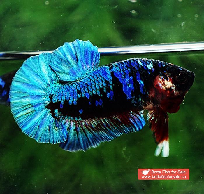 Betta fish HMPK Blue Black Star Avatar - Image 3