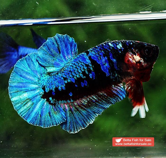 Betta fish HMPK Blue Black Star Avatar - Image 5