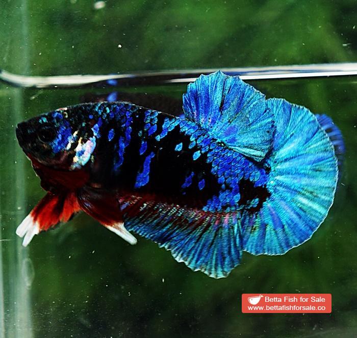 Betta fish HMPK Blue Black Star Avatar - Image 2