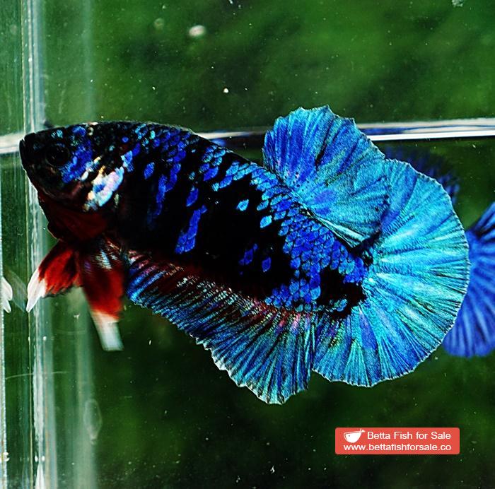 Betta fish HMPK Blue Black Star Avatar - Image 6