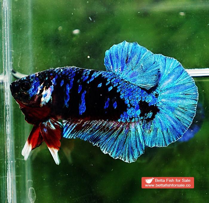 Betta fish HMPK Blue Black Star Avatar - Image 4