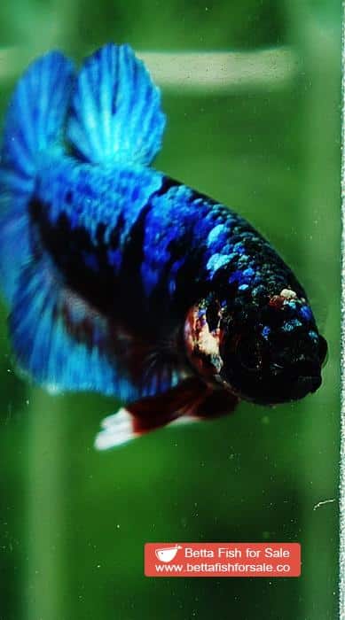 Betta fish HMPK Blue Black Star Avatar - Image 7