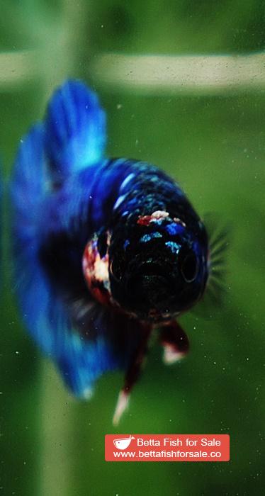 Betta fish HMPK Blue Black Star Avatar - Image 8