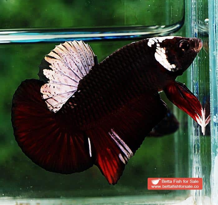Betta fish HMPK Sparkle Vampire Samurai - Image 5